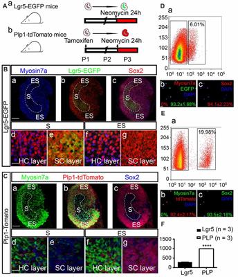 Characterization of Wnt and Notch-Responsive Lgr5+ Hair Cell Progenitors in the Striolar Region of the Neonatal Mouse Utricle